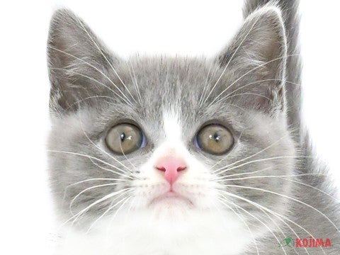 東京都のブリティッシュショートヘアー (コジマ府中店/2024年4月27日生まれ/女の子/ブルーホワイト)の子猫