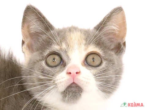 東京都のブリティッシュショートヘアー (コジマ府中店/2024年4月27日生まれ/女の子/ダイリュートキャリコ)の子猫