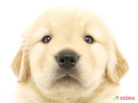 神奈川県のゴールデンレトリバー (コジマ横浜青葉店/2024年4月29日生まれ/男の子/ゴールデン)の子犬