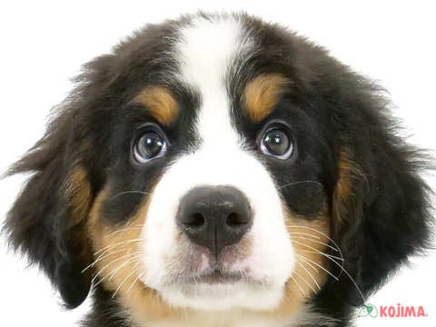 茨城県のバーニーズマウンテンドッグ (コジマイーアスつくば店/2024年4月29日生まれ/男の子/ブラックラストホワイト)の子犬