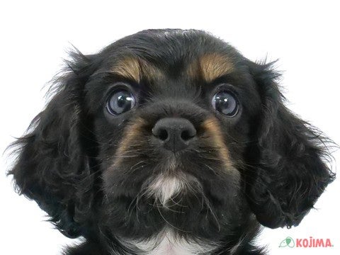 千葉県のハーフ犬 (コジマウエルケアセンター/2024年5月1日生まれ/男の子/ブラックタン)の子犬