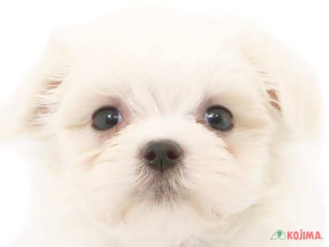 神奈川県のマルチーズ (コジマアリオ橋本店/2024年4月28日生まれ/女の子/ホワイト)の子犬