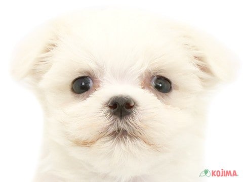 千葉県のマルチーズ (コジマ松戸店/2024年4月28日生まれ/女の子/ホワイト)の子犬