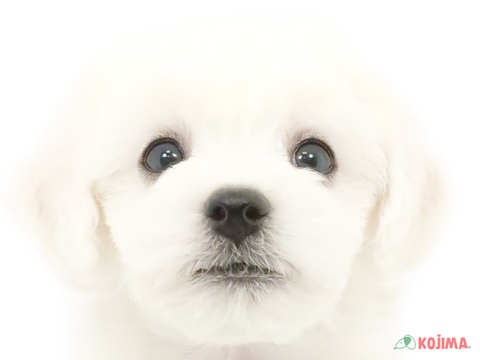埼玉県のビションフリーゼ (コジマアリオ深谷店/2024年4月28日生まれ/男の子/ホワイト)の子犬