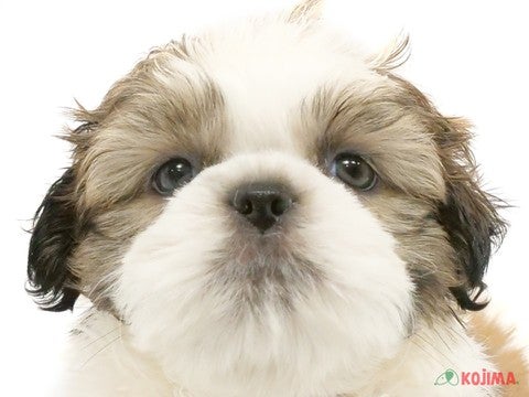 埼玉県のシーズー (コジマ三郷店/2024年4月29日生まれ/男の子/ホワイトゴールド)の子犬