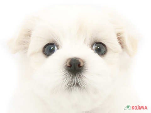 神奈川県のマルチーズ (コジマニトリモール相模原店/2024年4月30日生まれ/女の子/ホワイト)の子犬