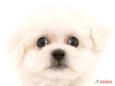 東京都のビションフリーゼ (コジマアリオ亀有店/2024年5月1日生まれ/男の子/ホワイト)の子犬