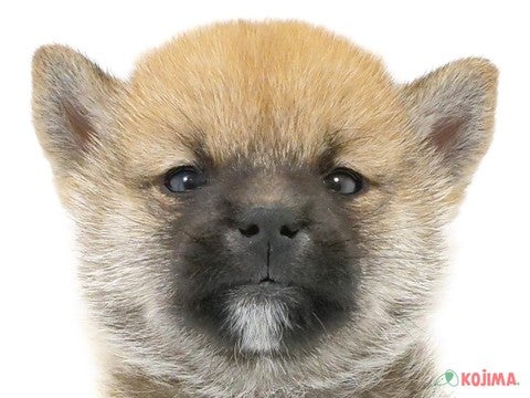 千葉県の柴犬(標準サイズ) (コジマフォルテ津田沼店/2024年4月29日生まれ/男の子/赤)の子犬