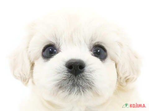 千葉県のハーフ犬 (コジマウエルケアセンター/2024年5月2日生まれ/女の子/クリーム)の子犬