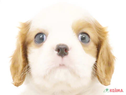 東京都のキャバリアキングチャールズスパニエル (コジマソコラ用賀店/2024年4月25日生まれ/男の子/ブレンハイム)の子犬