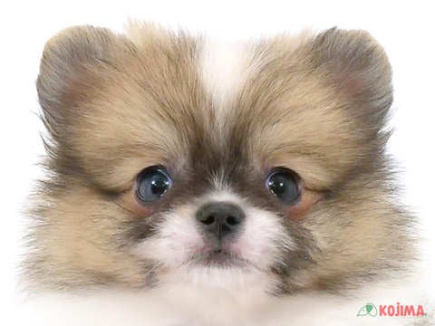 神奈川県のポメラニアン (コジマ横浜青葉店/2024年4月29日生まれ/男の子/パーティーカラー)の子犬