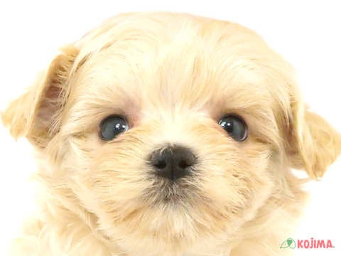 千葉県のマルプー(マルチーズ×プードル) (コジマアリオ柏店/2024年4月29日生まれ/男の子/クリームホワイト)の子犬