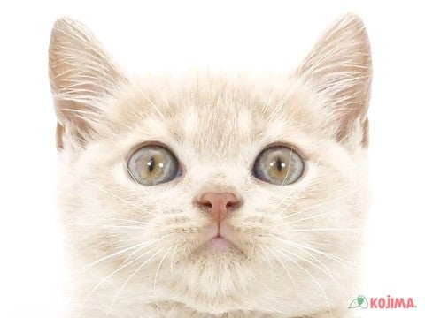 東京都のブリティッシュショートヘアー (コジママチノマ大森店/2024年4月30日生まれ/男の子/クリーム)の子猫