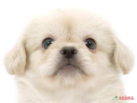 埼玉県のハーフ犬 (コジマ三郷店/2024年4月28日生まれ/男の子/クリーム)の子犬