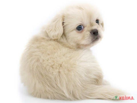 2024年4月28日生まれのハーフ犬の3枚目の写真
