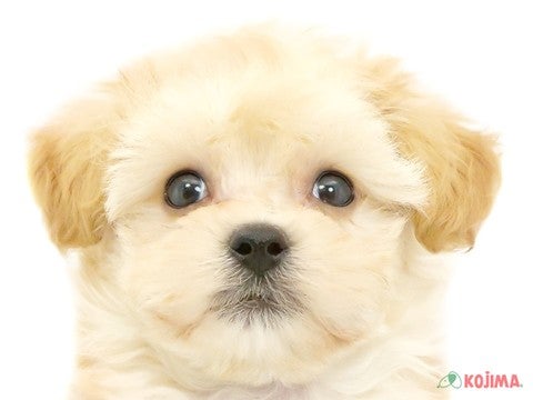 東京都のマルプー(マルチーズ×プードル) (コジマ国分寺店/2024年4月29日生まれ/男の子/アプリコット)の子犬