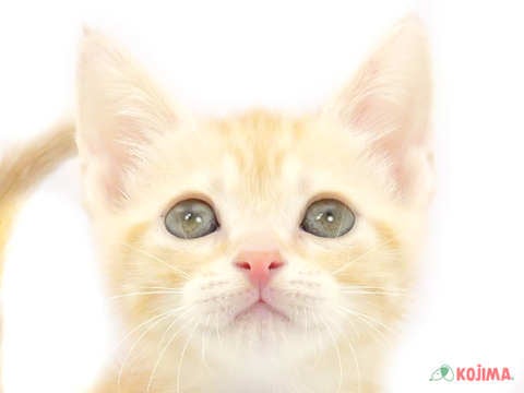 東京都のスコティッシュストレート (コジママチノマ大森店/2024年4月29日生まれ/女の子/クリームタビー)の子猫