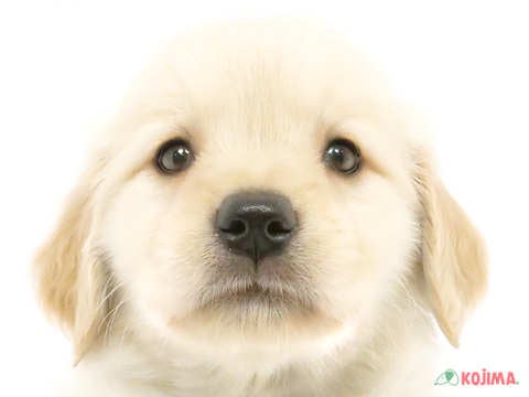 東京都のゴールデンレトリバー (コジマ木場店/2024年4月28日生まれ/女の子/ゴールデン)の子犬