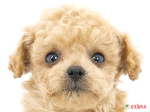 東京都のビションプー(ビションフリーゼ×プードル) (コジマ国領店/2024年4月29日生まれ/男の子/アプリコット)の子犬