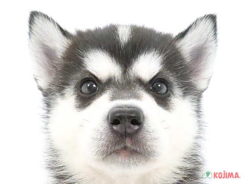 千葉県のシベリアンハスキー (コジマアリオ柏店/2024年4月23日生まれ/女の子/ブラックホワイト)の子犬
