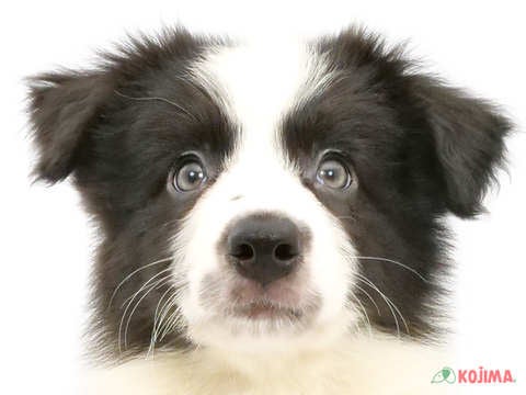 茨城県のボーダーコリー (コジマイーアスつくば店/2024年4月30日生まれ/男の子/ブラックホワイト)の子犬
