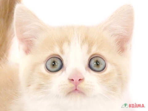 千葉県のスコティッシュストレート (コジマウエルケアセンター/2024年5月1日生まれ/男の子/クリームタビーホワイト)の子猫