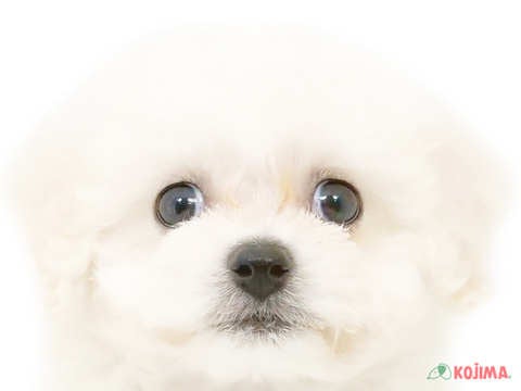 千葉県のビションフリーゼ (コジマウエルケアセンター/2024年5月1日生まれ/男の子/ホワイト)の子犬