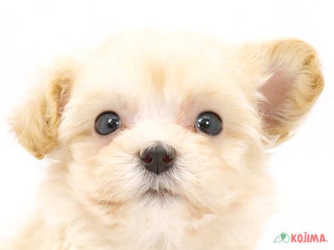 千葉県のマルプー(マルチーズ×プードル) (コジマウエルケアセンター/2024年5月5日生まれ/女の子/アプリコット)の子犬
