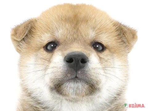 千葉県の柴犬(標準サイズ) (コジマウエルケアセンター/2024年5月4日生まれ/男の子/赤)の子犬