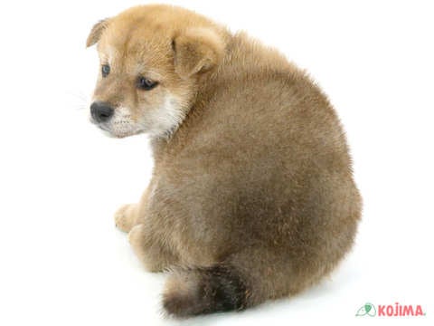 2024年5月4日生まれの柴犬(標準サイズ)の3枚目の写真