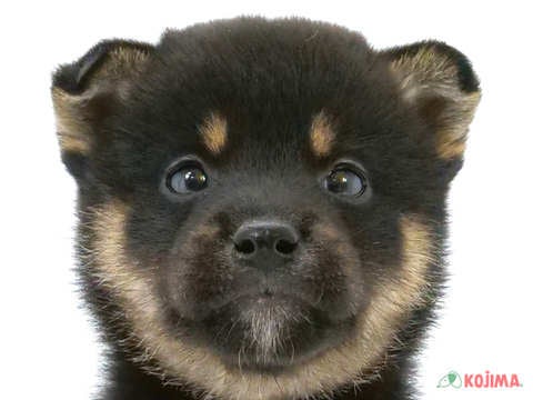 東京都の柴犬(標準サイズ) (コジマ練馬店/2024年5月4日生まれ/男の子/黒)の子犬