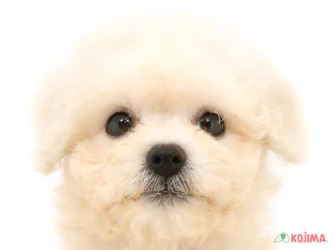東京都のボロニーズ (コジマソコラ用賀店/2024年5月2日生まれ/男の子/ホワイト)の子犬
