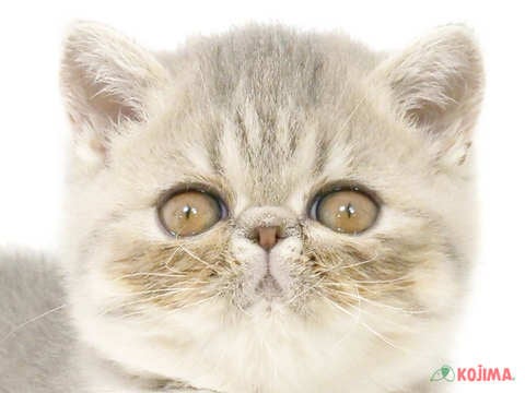 東京都のエキゾチックショートヘアー (コジマGRAND亀戸店/2024年4月27日生まれ/女の子/シルバーマッカレルタビー)の子猫