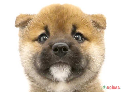 埼玉県の柴犬(標準サイズ) (コジマモラージュ菖蒲店/2024年5月5日生まれ/男の子/赤)の子犬