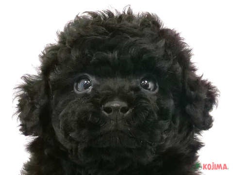 千葉県のトイプードル(トイ) (コジマ松戸店/2024年5月4日生まれ/男の子/ブラック)の子犬