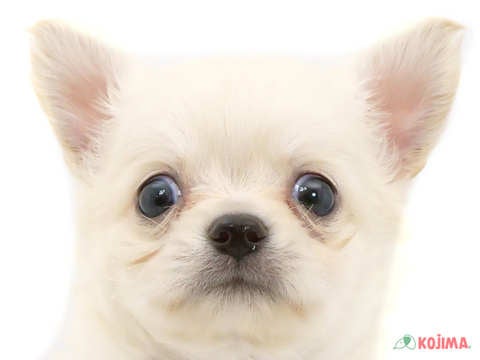 東京都のチワワ(ロング) (コジマアリオ葛西店/2024年5月5日生まれ/男の子/ホワイト)の子犬