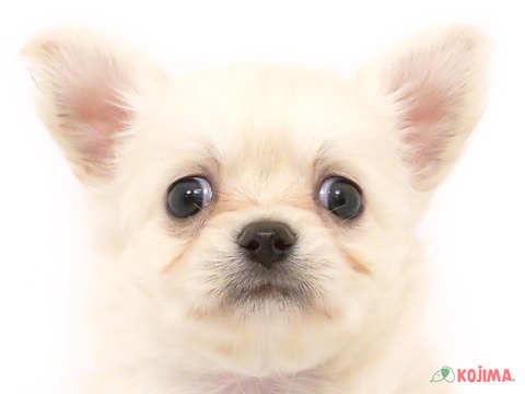 京都府のチワワ(ロング) (コジマ京都店/2024年5月5日生まれ/女の子/ホワイト)の子犬