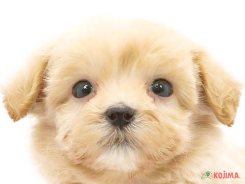 千葉県のマルプー(マルチーズ×プードル) (コジマウエルケアセンター/2024年5月5日生まれ/男の子/アプリコット)の子犬