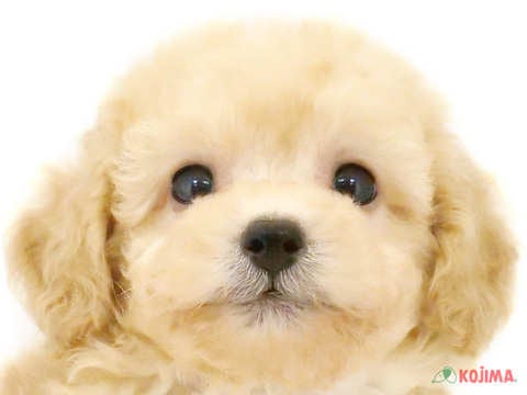 千葉県のトイプードル(トイ) (コジマウエルケアセンター/2024年5月4日生まれ/男の子/クリーム)の子犬