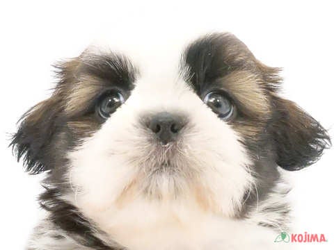 千葉県のシーズー (コジマウエルケアセンター/2024年5月1日生まれ/男の子/ホワイトブラウン)の子犬