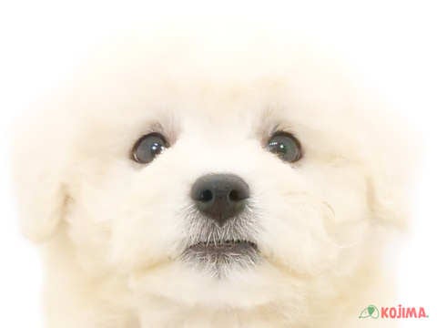 神奈川県のボロニーズ (コジマ横浜青葉店/2024年5月2日生まれ/男の子/ホワイト)の子犬