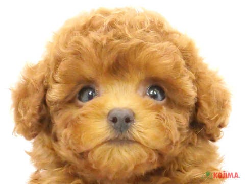 千葉県のトイプードル(トイ) (コジマウエルケアセンター/2024年5月2日生まれ/男の子/レッド)の子犬