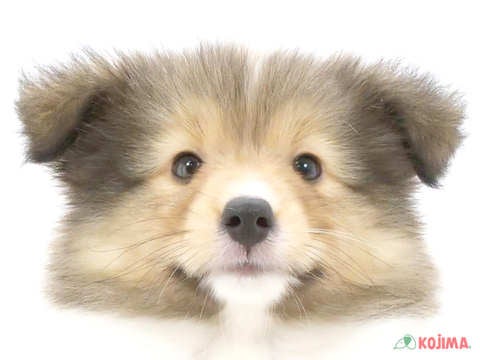 埼玉県のシェットランドシープドッグ (コジマ和光店/2024年5月3日生まれ/女の子/セーブルホワイト)の子犬