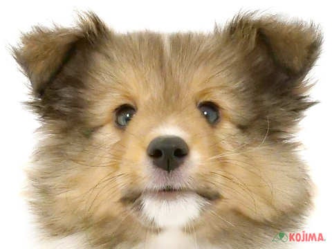 神奈川県のシェットランドシープドッグ (コジマニトリモール相模原店/2024年4月30日生まれ/男の子/セーブルホワイト)の子犬