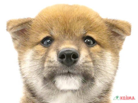 東京都の柴犬(標準サイズ) (コジマ町田店/2024年5月4日生まれ/男の子/赤)の子犬