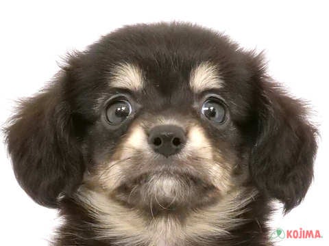 茨城県のチワックス(チワワ×ダックス) (コジマイーアスつくば店/2024年5月3日生まれ/女の子/ブラックタン)の子犬