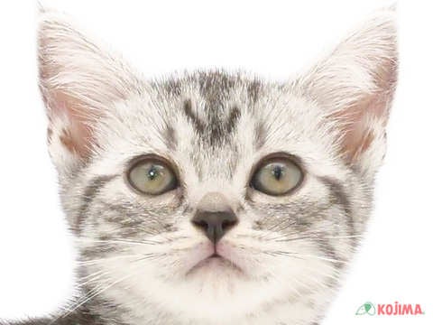 神奈川県のアメリカンショートヘアー (コジマアリオ橋本店/2024年4月30日生まれ/女の子/シルバータビー)の子猫