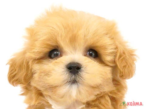 東京都のマルプー(マルチーズ×プードル) (コジマ田端店/2024年5月6日生まれ/女の子/アプリコット)の子犬