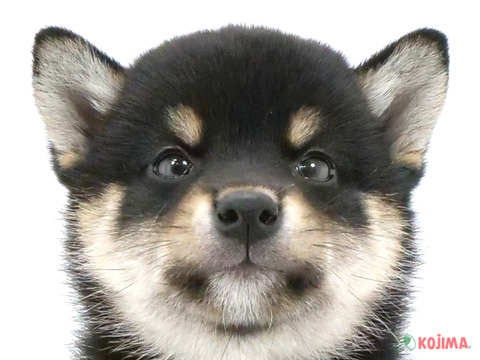 茨城県の柴犬(標準サイズ) (コジマイーアスつくば店/2024年5月3日生まれ/男の子/黒)の子犬