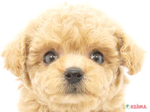 東京都のトイプードル(トイ) (コジマソコラ用賀店/2024年5月5日生まれ/女の子/アプリコット)の子犬